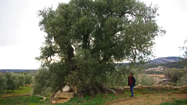 La olivera de Nadal de Colungo, entre los mejores olivos monumentales de España.