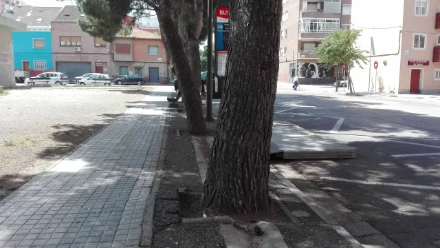 Árboles en la calle Monte Perdido, en el barrio del Picarral.