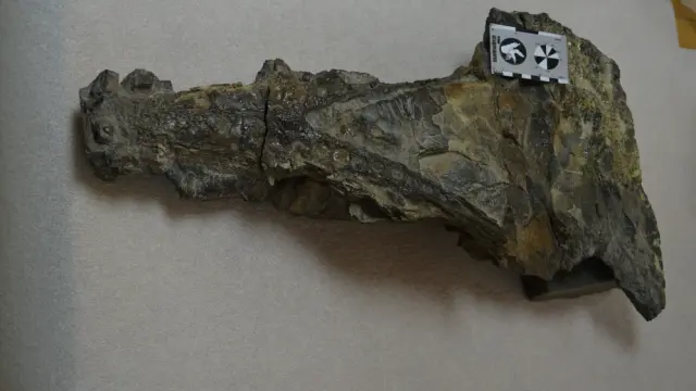 Cráneo del cocodrilo de Ordesa dentro de una roca.