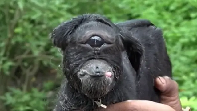 La cabra cíclope nacida en la India.