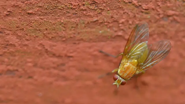 Una mosca, compañera casi inevitable de los días de calor.