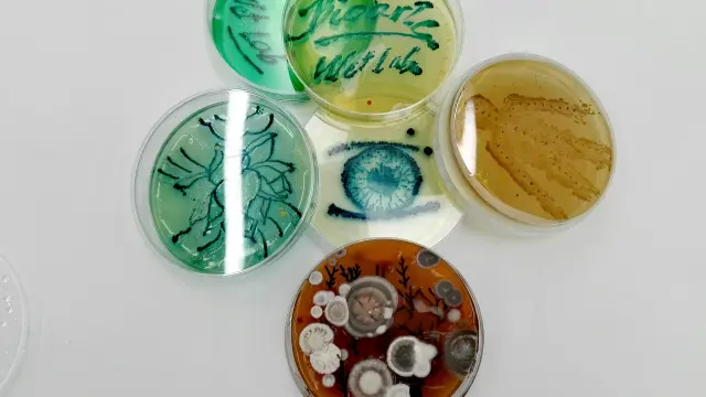 Bacterias, hongos, levaduras... comparten hábitat con nosotros