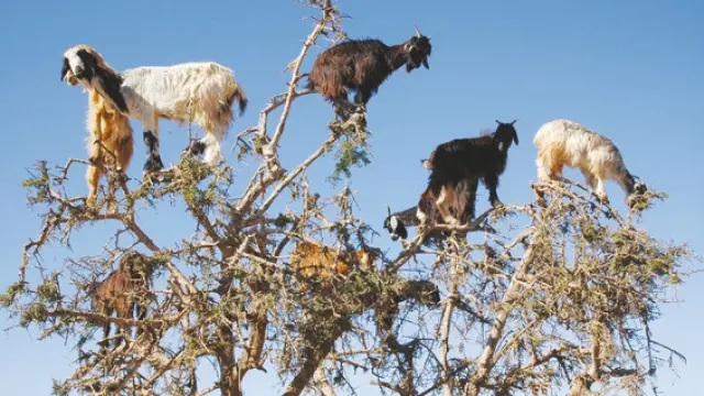 Desde lo alto de las ramas, las cabras rumian el alimento y escupen las nueces de argán