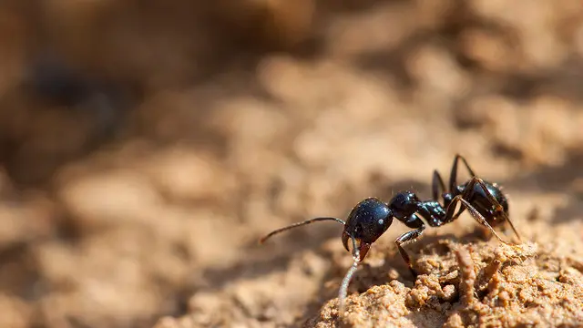 Las hormigas llevan más de 60 millones de años cuidando y protegiendo sus hormigueros