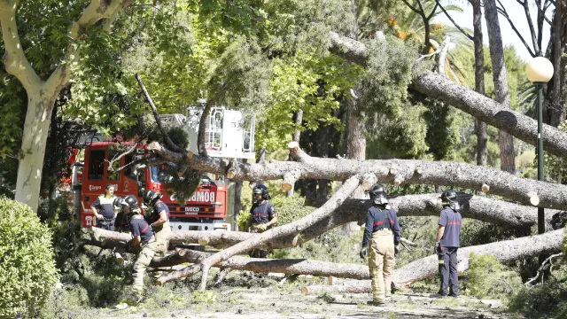 Los Bomberos trabajando para retirar el árbol.