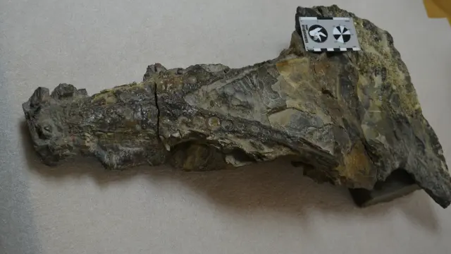 Cráneo del cocodrilo, tal como se encuentra en la actualidad en los almacenes del Museo de Ciencias Naturales de la Universidad de Zaragoza