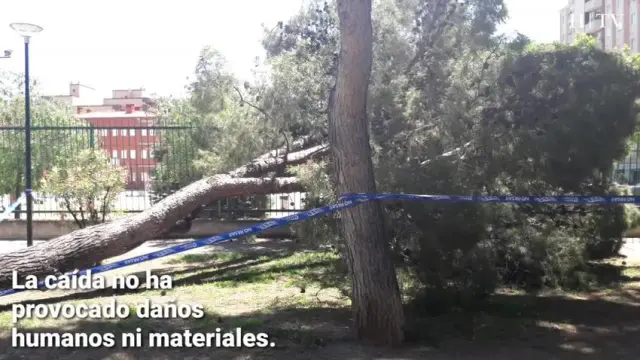 Cae otro árbol en La Almozara, junto a un colegio público