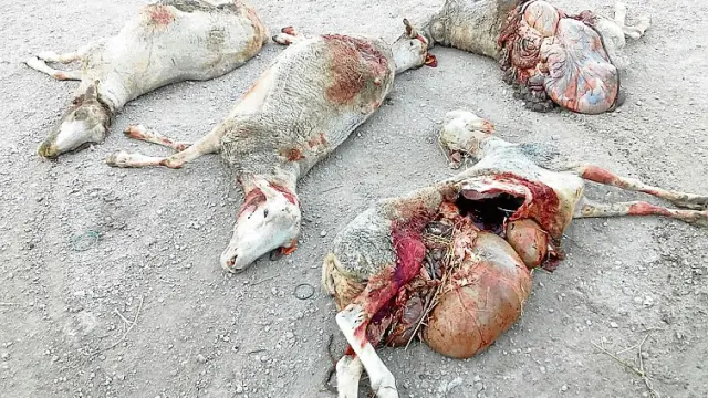 Las últimas cuatro ovejas atacadas por el lobo en Leciñena.