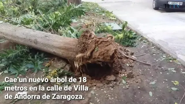 Cae un árbol de 18 metros sobre dos coches en las Delicias
