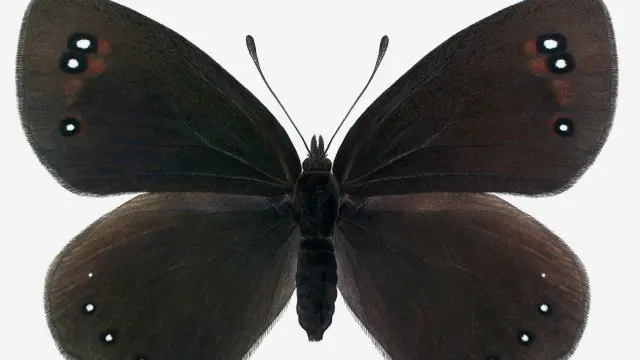 Descubierta una nueva subespecie de mariposa en la Sierra de Guara