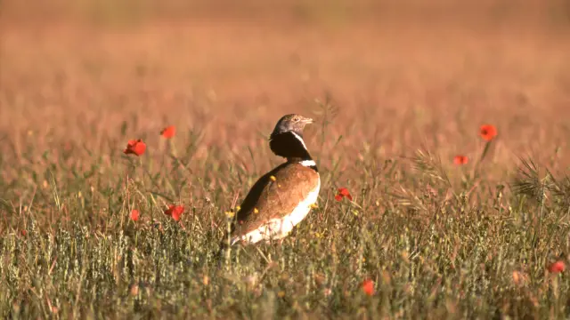 El sisón, un ave en peligro por el estado de su hábitat en Aragón