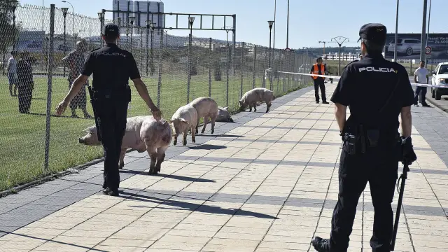 Varios animales sueltos en la SO-20 tras el vuelco de un camión con cerdos en Soria