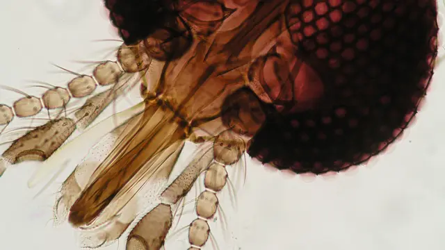 Detalle de la cabeza del mosquito Culicoides (CSIC).