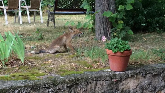Uno de los ejemplares de zorro que 'visita' con frecuencia el Balneario de Manzanera.