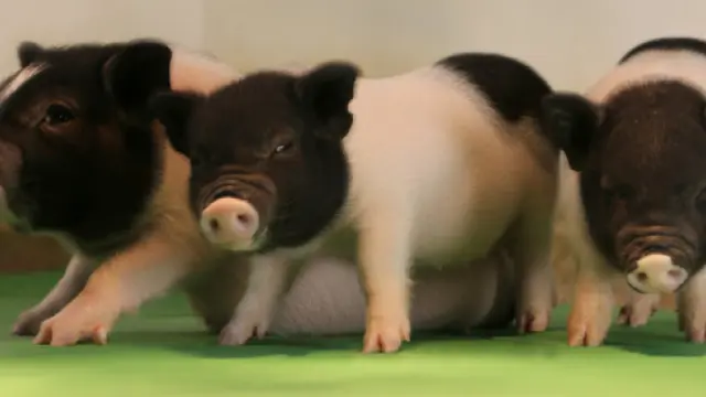Crean cerdos sin virus aptos para trasplantes