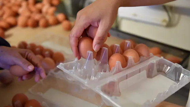 Hallan el primer caso de huevos contaminados con fipronil en España.