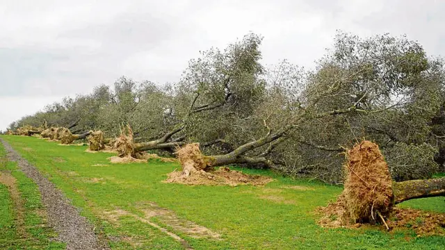 Árboles infectados por 'Xylella fastidiosa', arrancados por los agricultores para evitar la propagación.