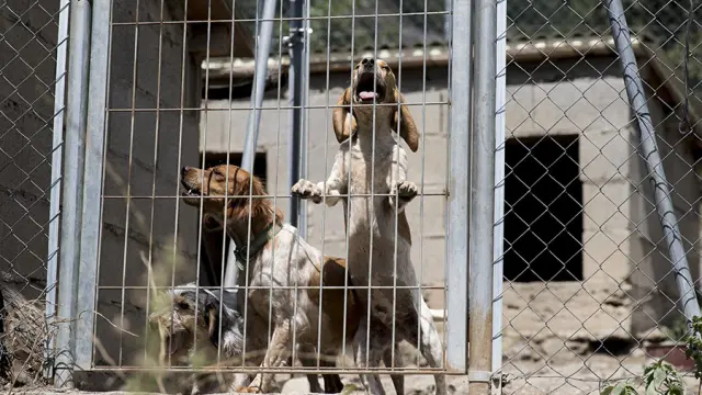 Imagen de archivo de unos perros de caza cuyo estado también fue denunciado.