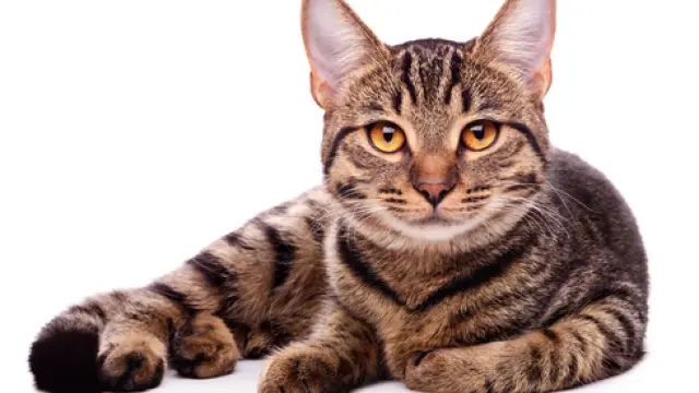 Westminster combate una plaga de ratones tras prohibir a los diputados llevar sus gatos