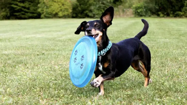El 'dog frisbee' es un buen deporte para practicar en pareja.