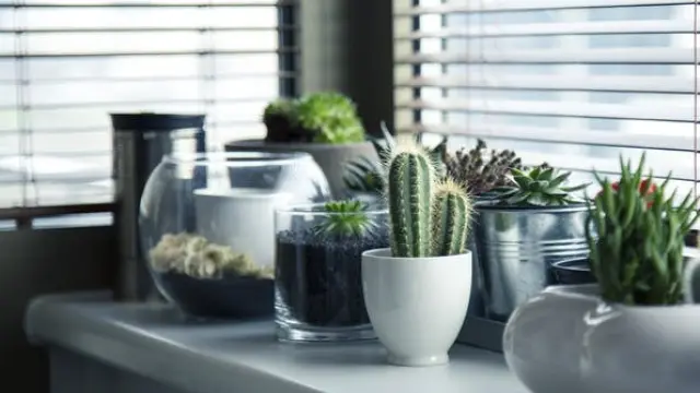 Siete plantas resistentes para tu escritorio que no podrás matar