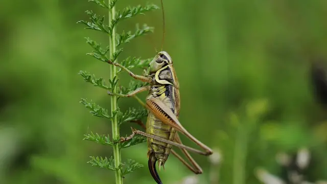 Actualmente más de dos millones de personas en el mundo consumen insectos con asiduidad.