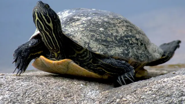 Imagen de archivo de una tortuga