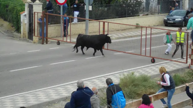 Uno de los toros que se ha escapado del encierro andando de Novallas