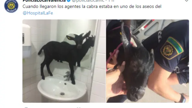 Una cabra se cuela en el hospital La Fe de Valencia