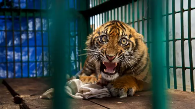 A este tigre de Sumatra le amputaron la pierna derecha trasera, destrozada por una trampa.