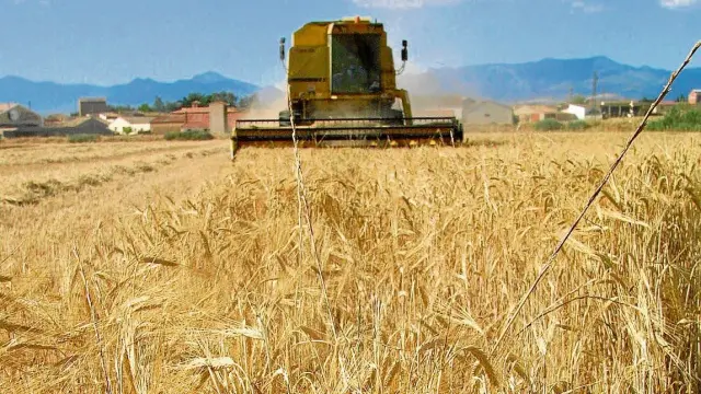 Un momento de la recolección de cereal en los campos de la Hoya de Huesca.