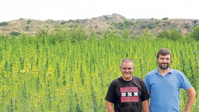 Rubén Górriz y su socio David Lorenzo en la plantación de cáñamo que tienen en Castelserás.