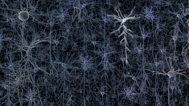 Una neurona está activa en esta red neuronal