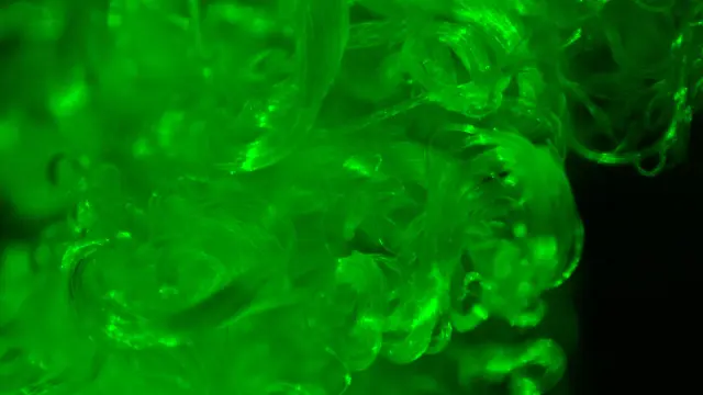 Las moléculas fluorescentes se unen a la capa externa de las fibras de algodón en la propia planta