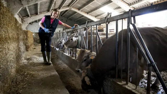 Olga Zúñiga atiende a las vacas en una explotación situada en las inmediaciones de Jasa.