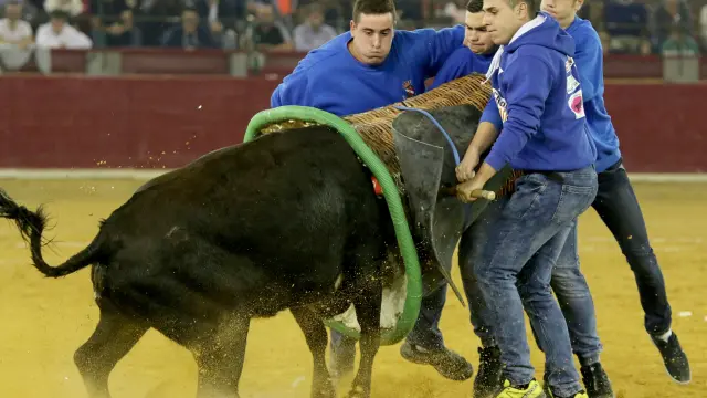 Los roscaderistas de Villafranca de Ebro paran con éxito una dura embestida de la vaca de Maylín.