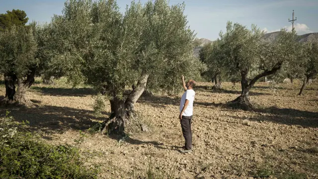 Campo de olivos en Oliete
