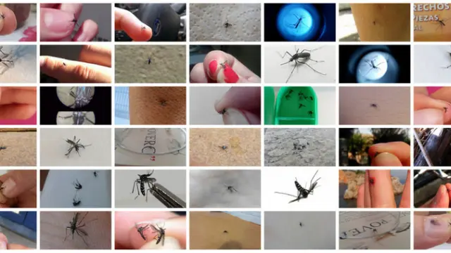 Fotos de mosquito tigre enviadas por ciudadanos