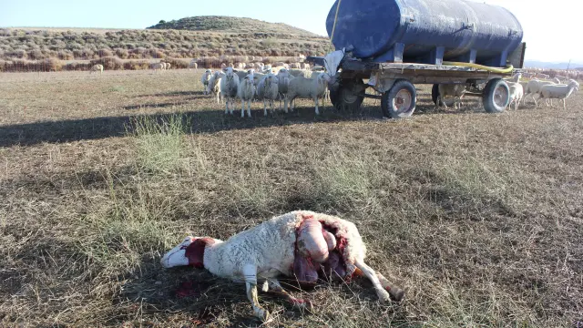 Una de las ovejas muertas por el ataque del lobo en una explotación de Leciñena