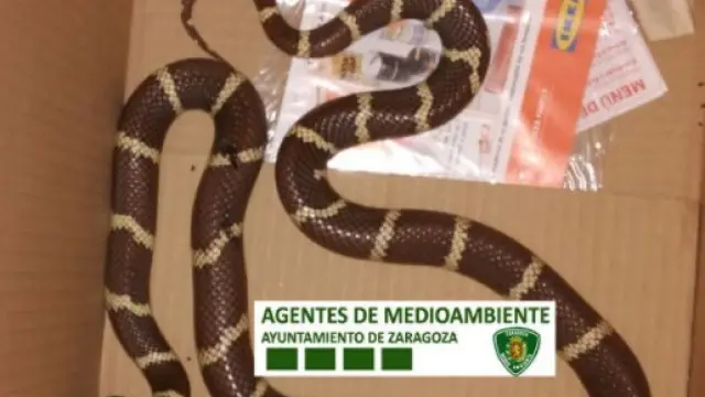El ejemplar de serpiente real de California hallado en Zaragoza mide 1,20 metros.