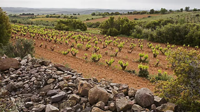 Esta empresa posee 3.800 hectáreas de viñedo.