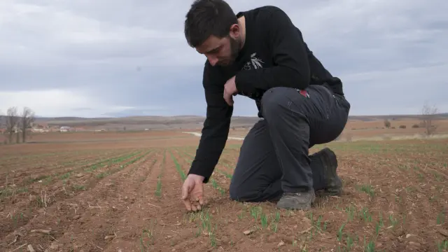 César Izquierdo, joven agricultor de El Pobo, muestra su campo, en el que no crece el trigo.