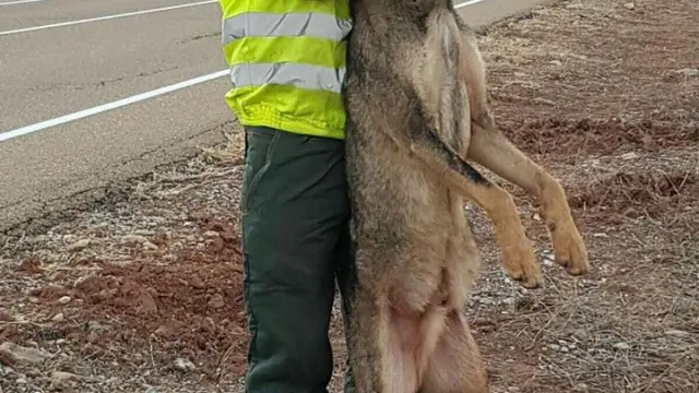 Polémica por fotografiarse con un lobo tras atropellarlo