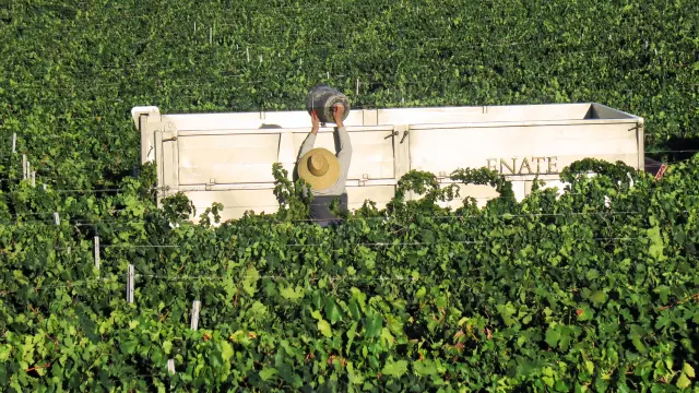 La propuesta de Enate se aleja de la línea de monovarietales habituales de la marca y equilibra su familia de vinos fusionando las variedades más selectas cultivadas en sus viñedos.