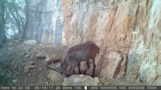 Ejemplar enfermo de cabra hispánica detectado en la provincia de Teruel.