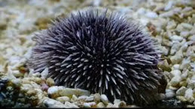 Las espinas de los erizos de mar están formadas principalmente por calcita.