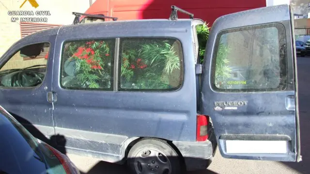 Las cuatro plantas de marihuana eran claramente visibles desde el exterior de la furgoneta.