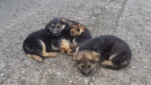 Tres cachorros sin dueño en Perdiguera.