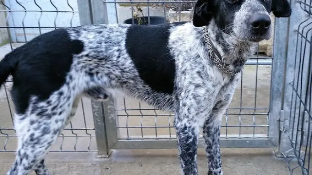 Curro, uno de los perros que espera ser adoptado.