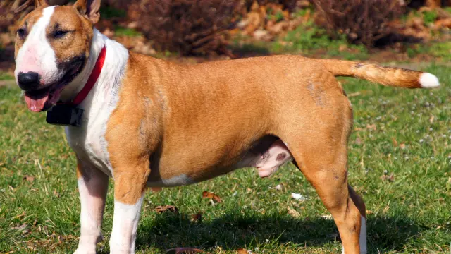 Los 'bull terrier' están considerados como raza potencialmente peligrosa.